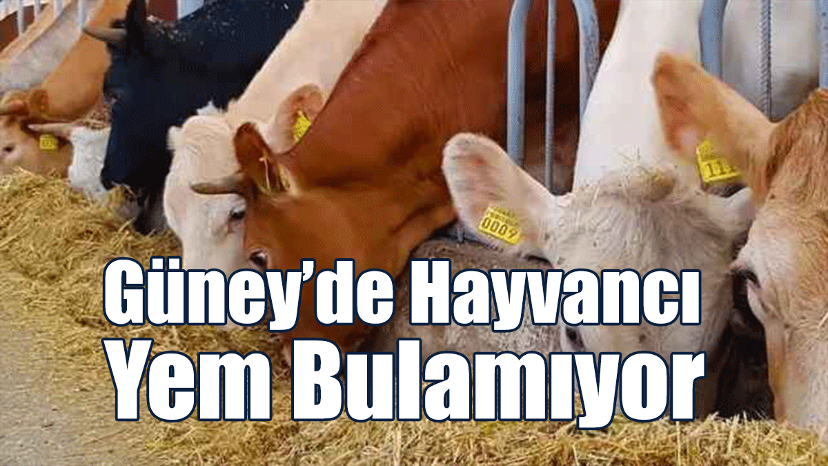Güney’de Hayvancı Yem Bulamıyor