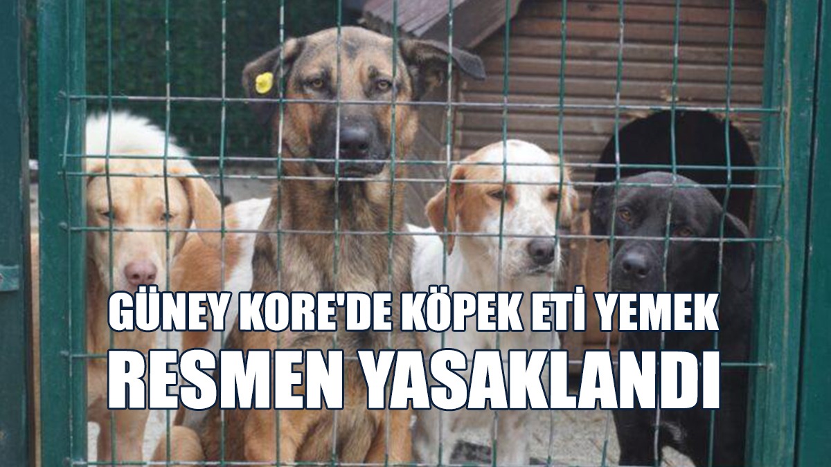 Köpek Çiftçileri Yeni 2027'ye Kadar Yeni Sektöre Geçmek Zorunda