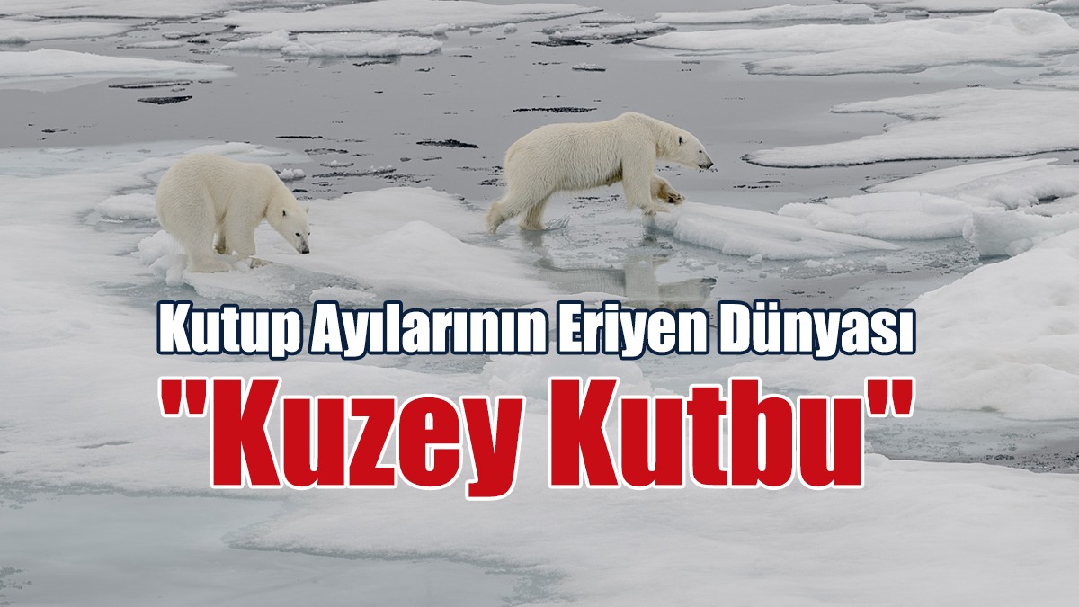 Kutup Ayılarının Eriyen Dünyası "Kuzey Kutbu"