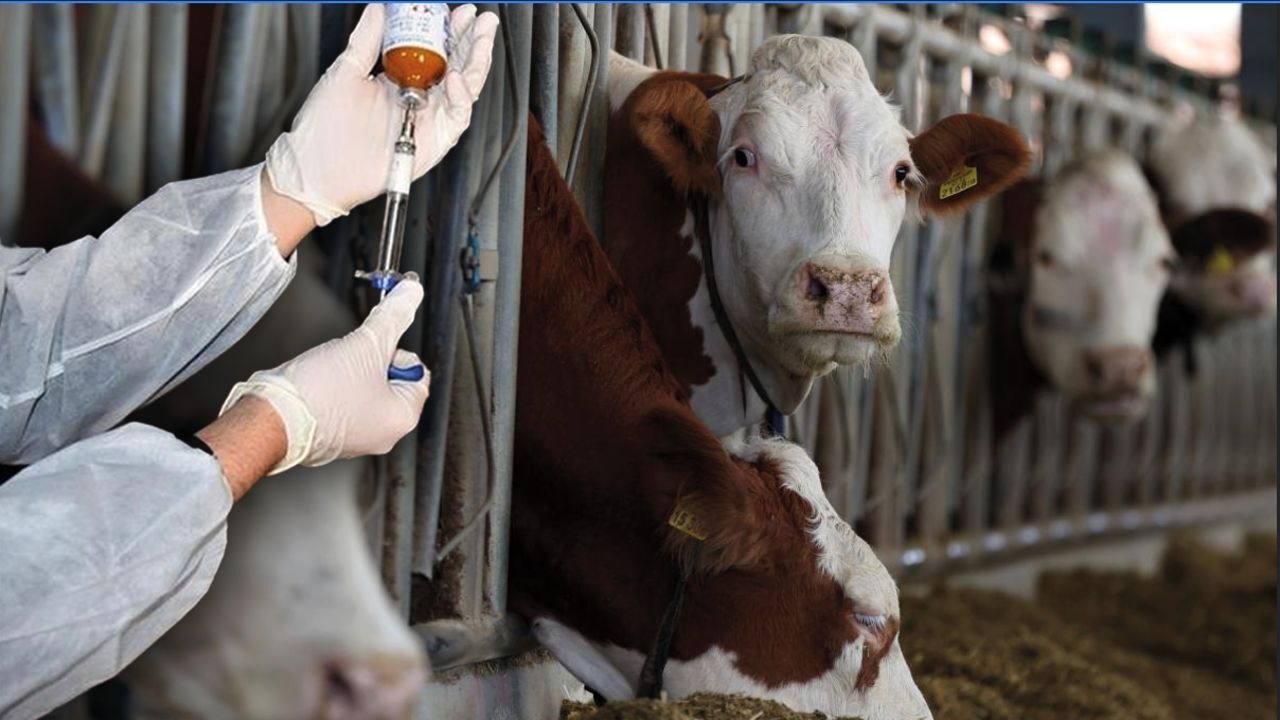 Biyologlar Derneği: Şap hastalığı kısa sürede birden fazla mandırayı etkileyebilmektedir