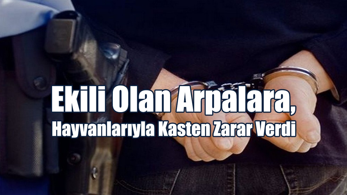 Ekili Olan Arpalara, Hayvanlarıyla Kasten Zarar Verdi
