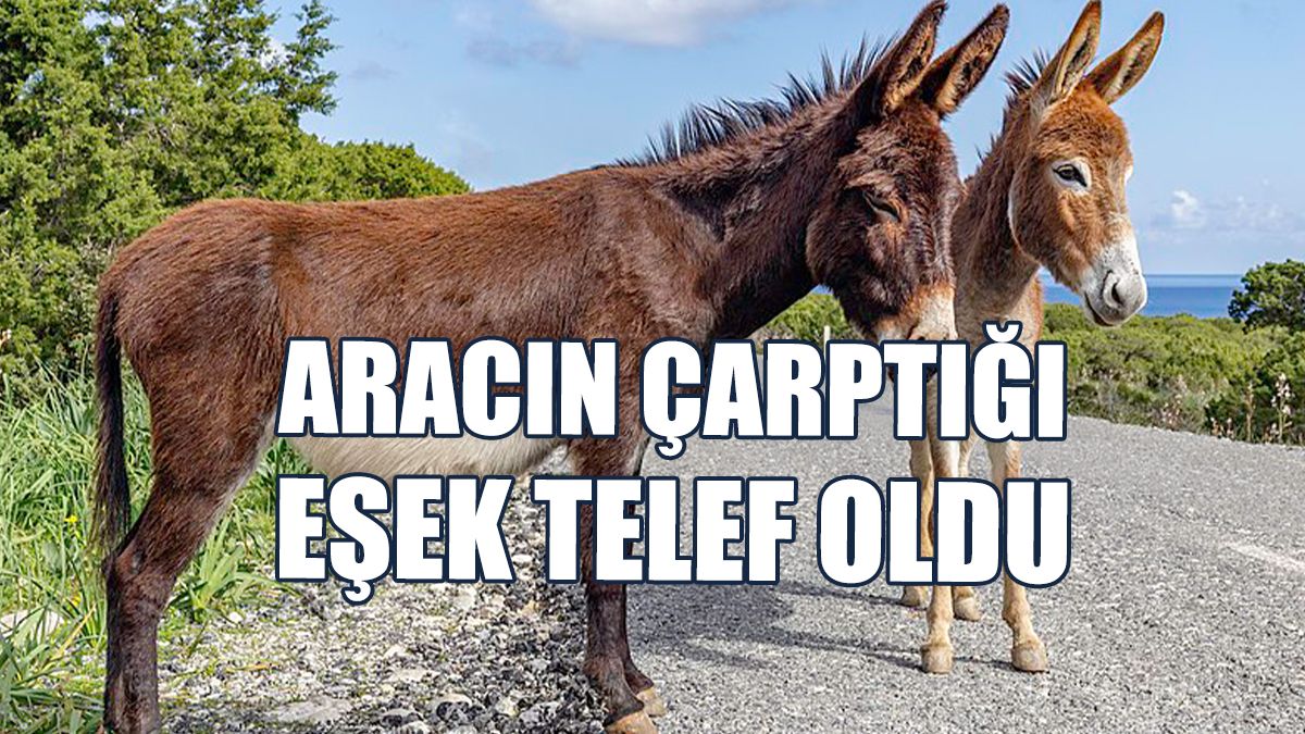 Eşeğe Çarpan Araç Aranıyor!