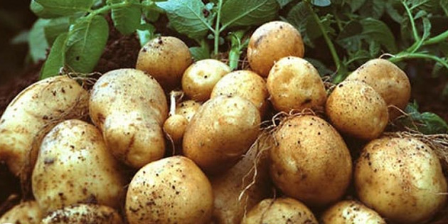 TÜK patates alım fiyatını 30 TL olarak belirledi