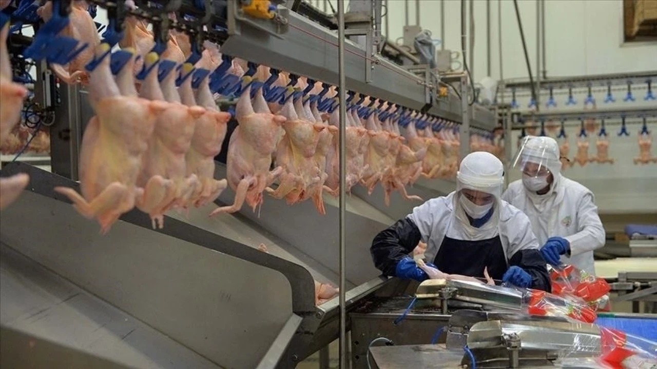 Türkiye’de 13 tavuk üreticisine kayyım atandı!