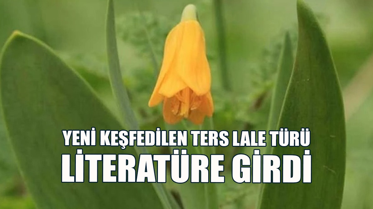 Yeni Keşfedilen Ters Lale Türü Literatüre Girdi