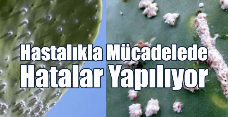 “Babutsa Koşnili İle Mücadelede Hatalar Yapılıyor”