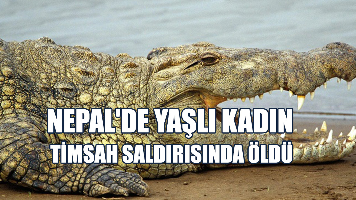 Her Yıl Onlarca Kişi, Vahşi Hayvanların Saldırılarında Hayatını Kaybediyor