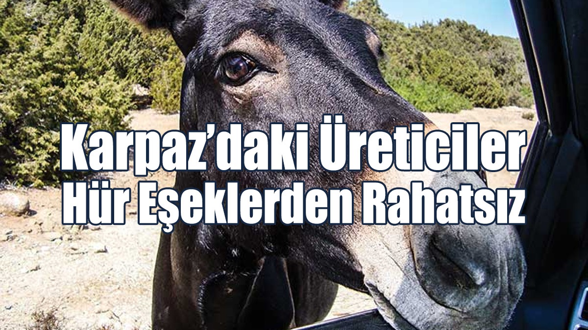 Karpaz’daki Üreticiler Hür Eşeklerden Rahatsız