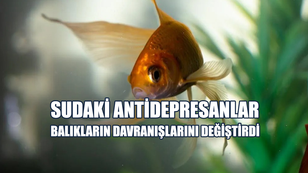 Sudaki Antidepresanlar Balıkların Davranışlarını Değiştirdi