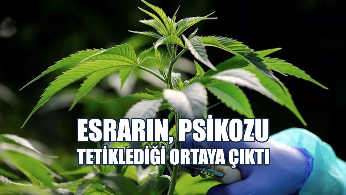 Esrarın, Psikozu Tetiklediği Ortaya Çıktı