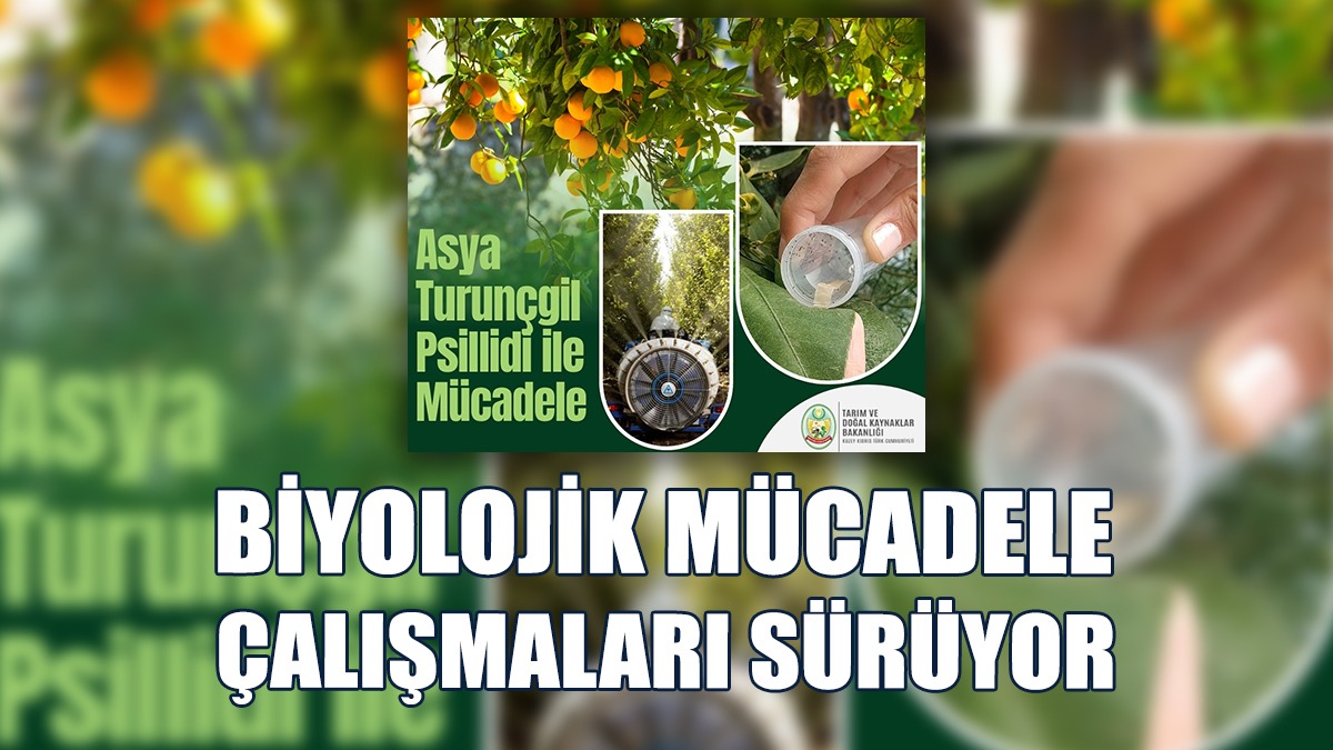 Turunçgil Zararlısı İçin Biyolojik Mücadele Çalışmaları Sürüyor