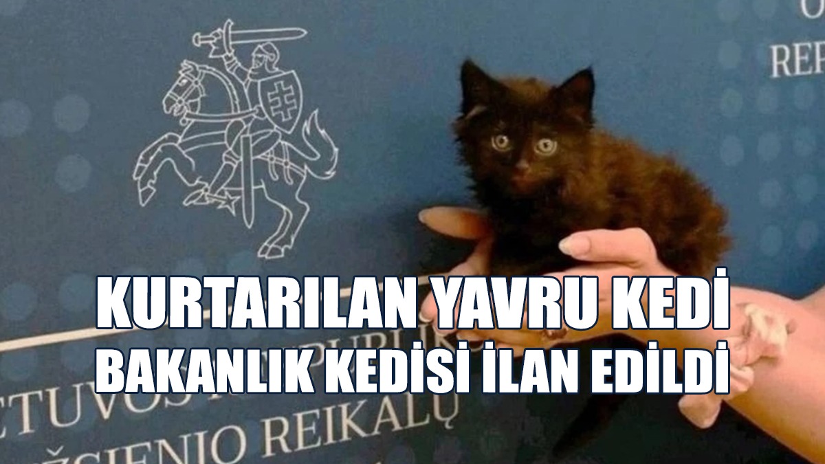 Kedi, Litvanya Dışişleri Bakanlığı'nın Resmi Kedisi Oldu