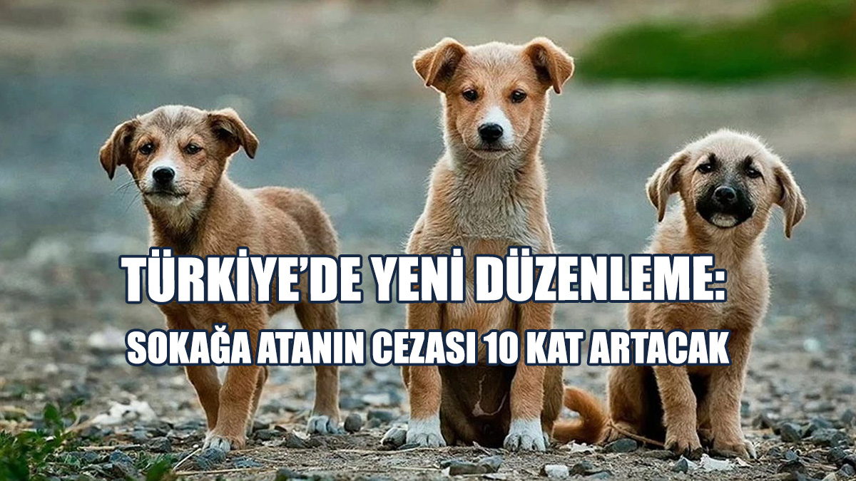 Türkiye’de Yeni Düzenleme: Sokağa Atanın Cezası 10 Kat Artacak
