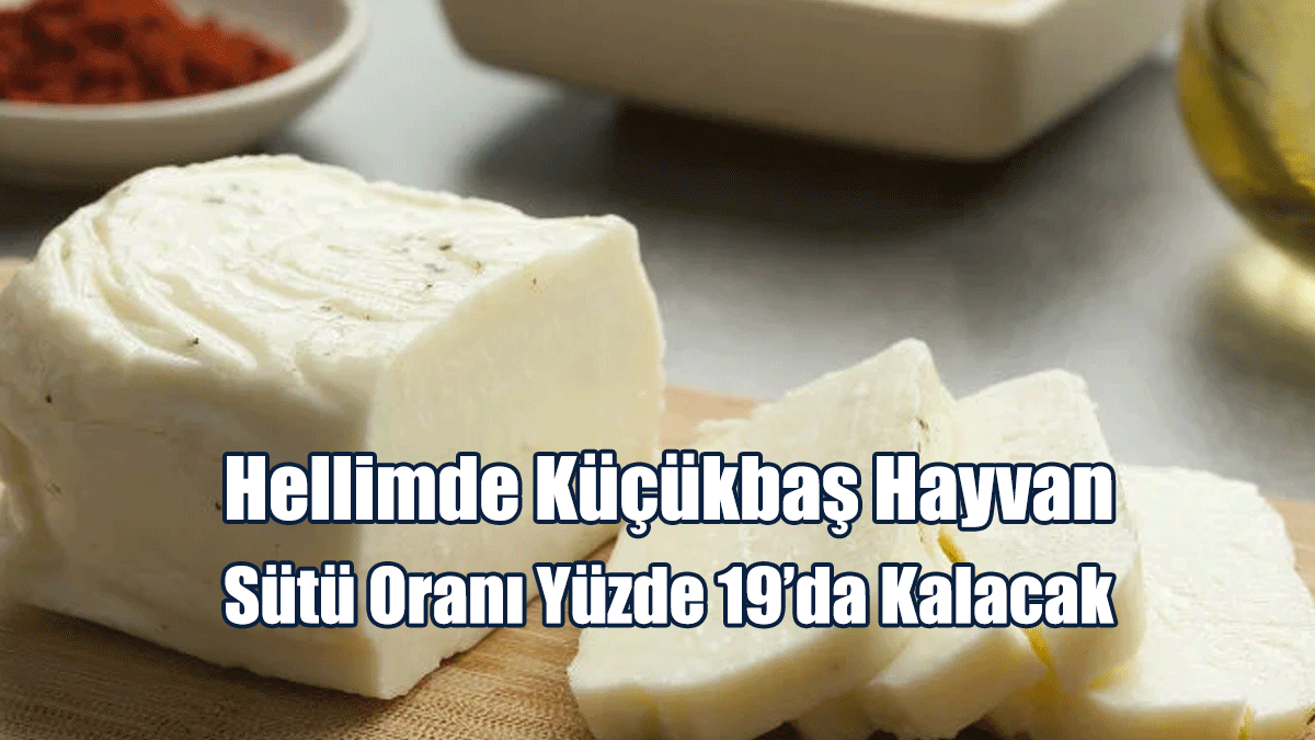 Hellimde Küçükbaş Hayvan Sütü Oranı Yüzde 19’da Kalacak
