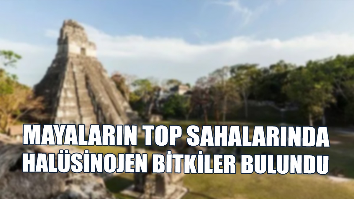 Mayaların Top Sahalarında Halüsinojen Bitkiler Bulundu