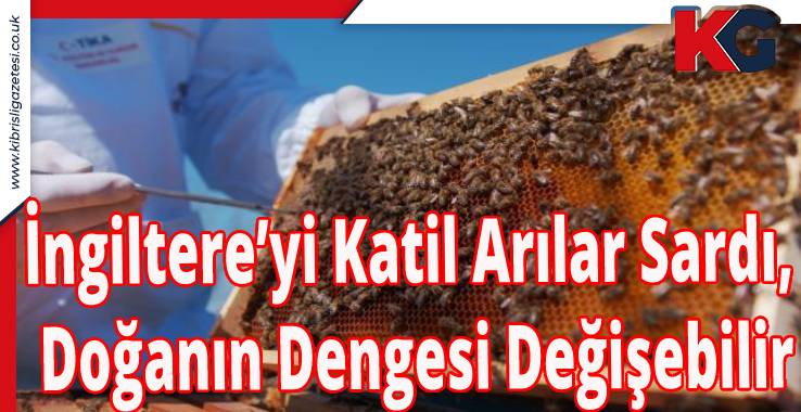 İngiltere’yi Katil Arılar Sardı, Doğanın Dengesi Değişebilir