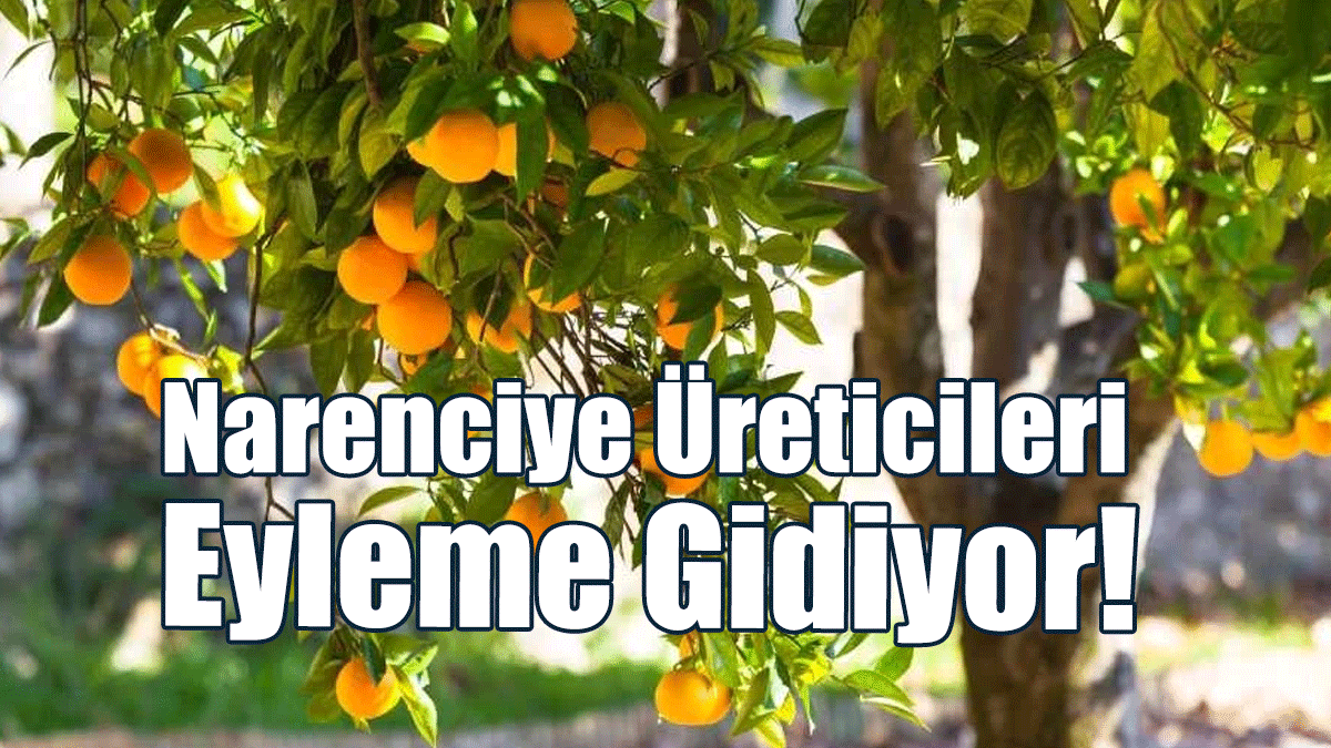 Narenciye Üreticileri “Yok Olmamak” İçin Eyleme Gidiyor!