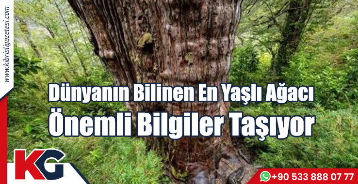 Dünyanın Bilinen En Yaşlı Ağacı Önemli Bilgiler Taşıyor