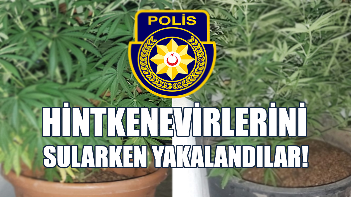 Apartman Damında Saksıda Hintkeneviri Yetiştirdiler