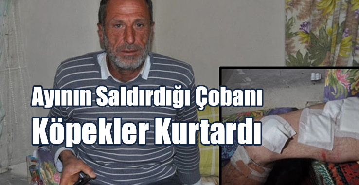 Ayının Saldırdığı Çobanı Köpekler Kurtardı