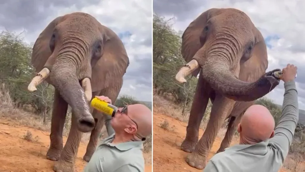 Kenya'da file bira içiren turiste soruşturma açıldı