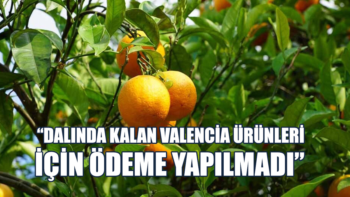 Akçın, Üreticilerin Karşılaştığı Ödeme Sorunlarına Dikkat Çekti