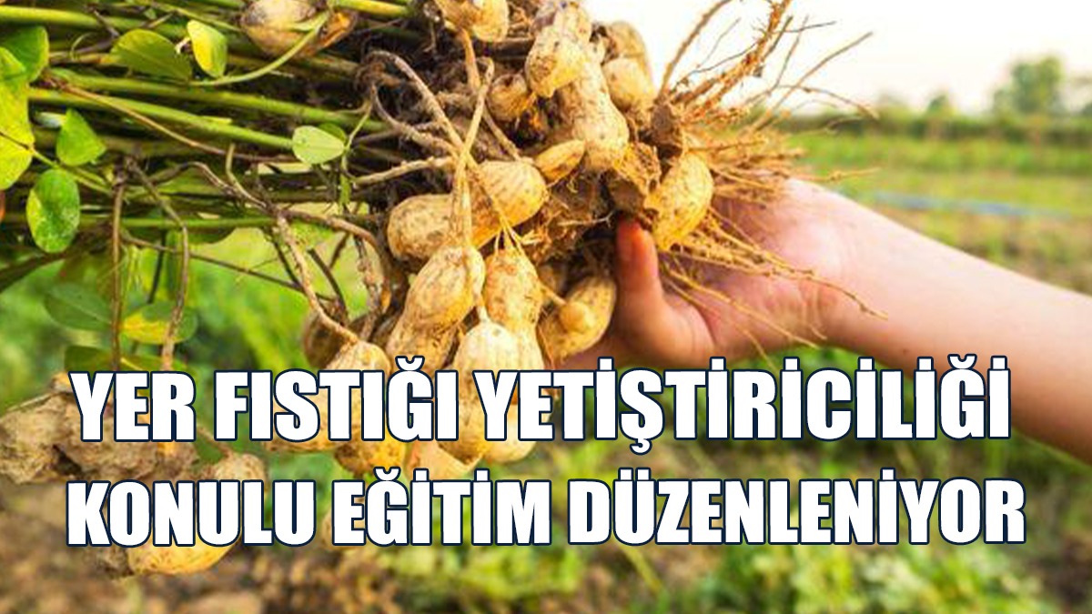 Uygulamalı Makineli Yer Fıstığı Ekimi Yapılacak