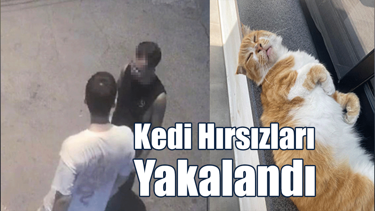 Kedi Hırsızları Yakalandı