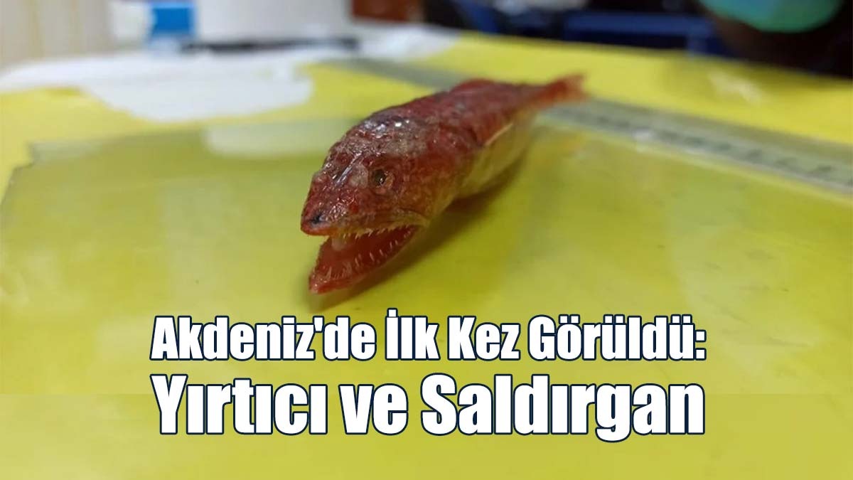 Akdeniz'de İlk Kez Görüldü: Yırtıcı ve Saldırgan