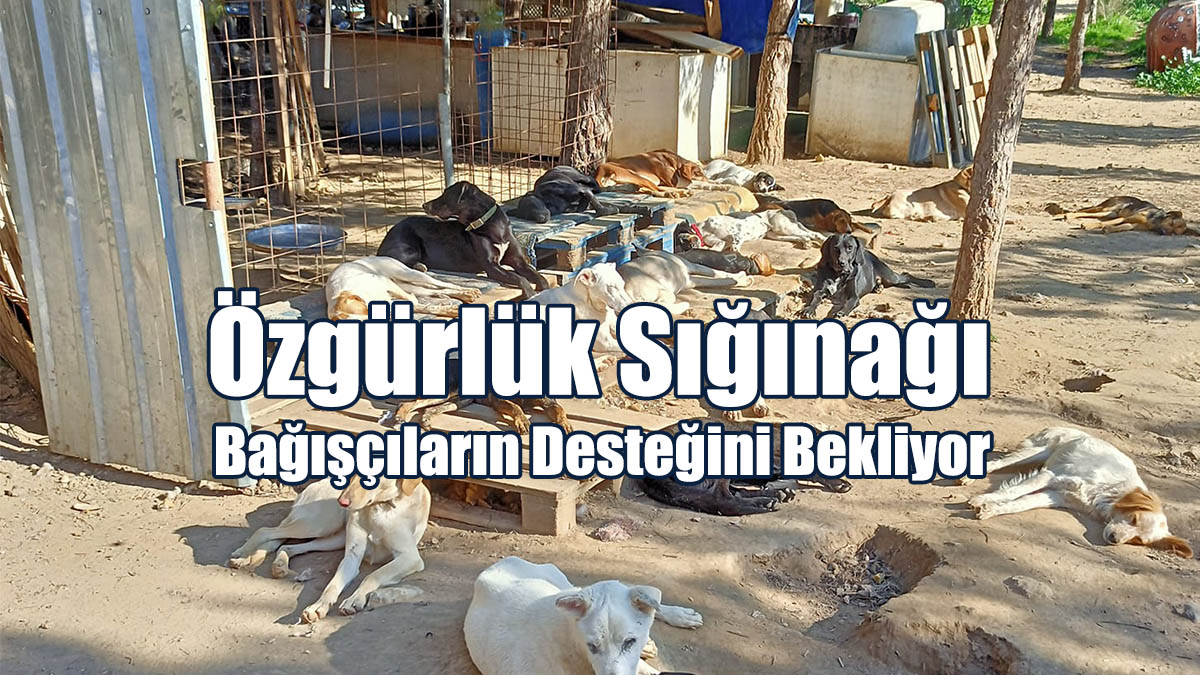Özgürlük Sığınağı Bağışçıların Desteğini Bekliyor