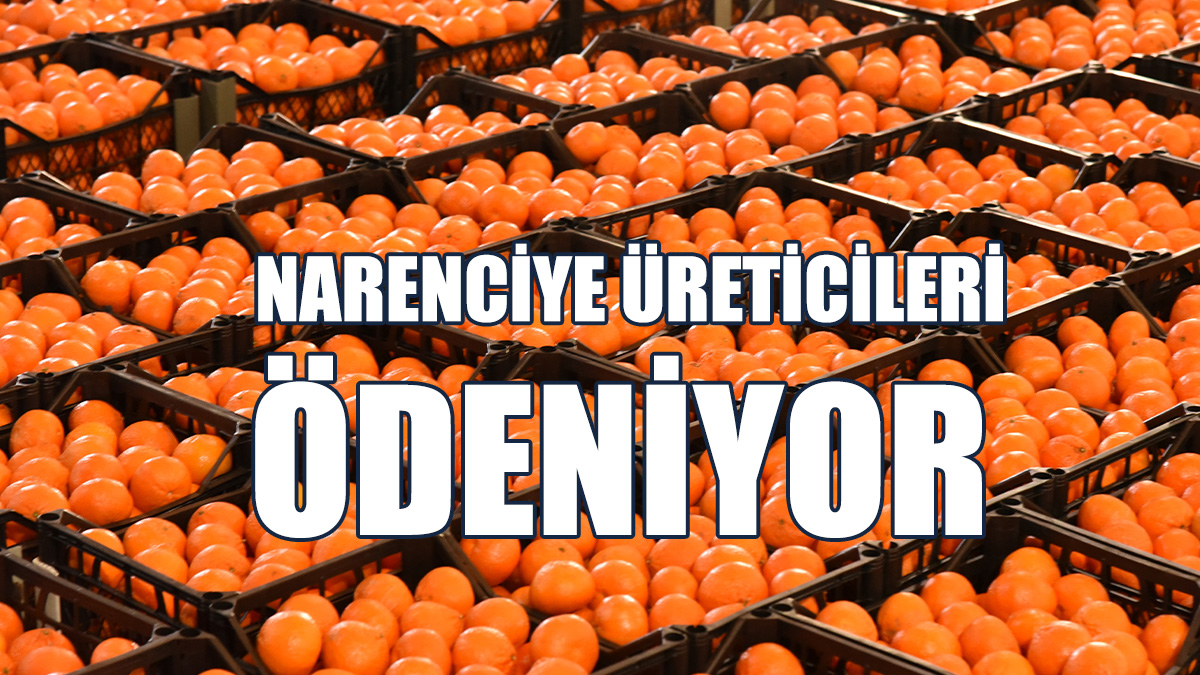 285 Narenciye Üreticisine 69.8 Milyon TL Ödeme Yapılacak