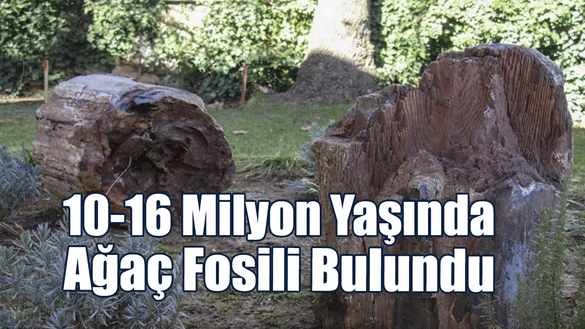 Uşak'ta 10 İle 16 Milyon Yıllık Olduğu Belirlenen 2 Ağaç Fosili Bulundu