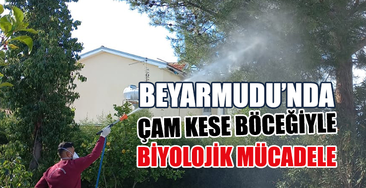 Beyarmudu’nda Çam Kese Böceğiyle Biyolojik Mücadele
