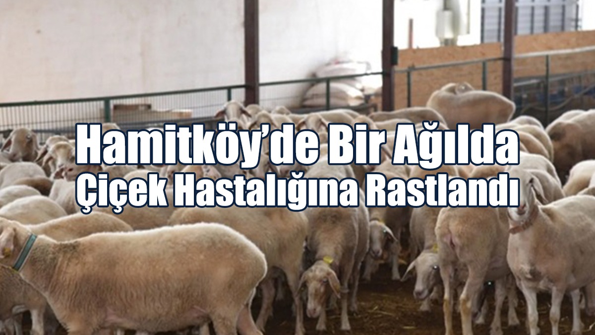 Hamitköy’de Bir Ağılda Çiçek Hastalığına Rastlandı