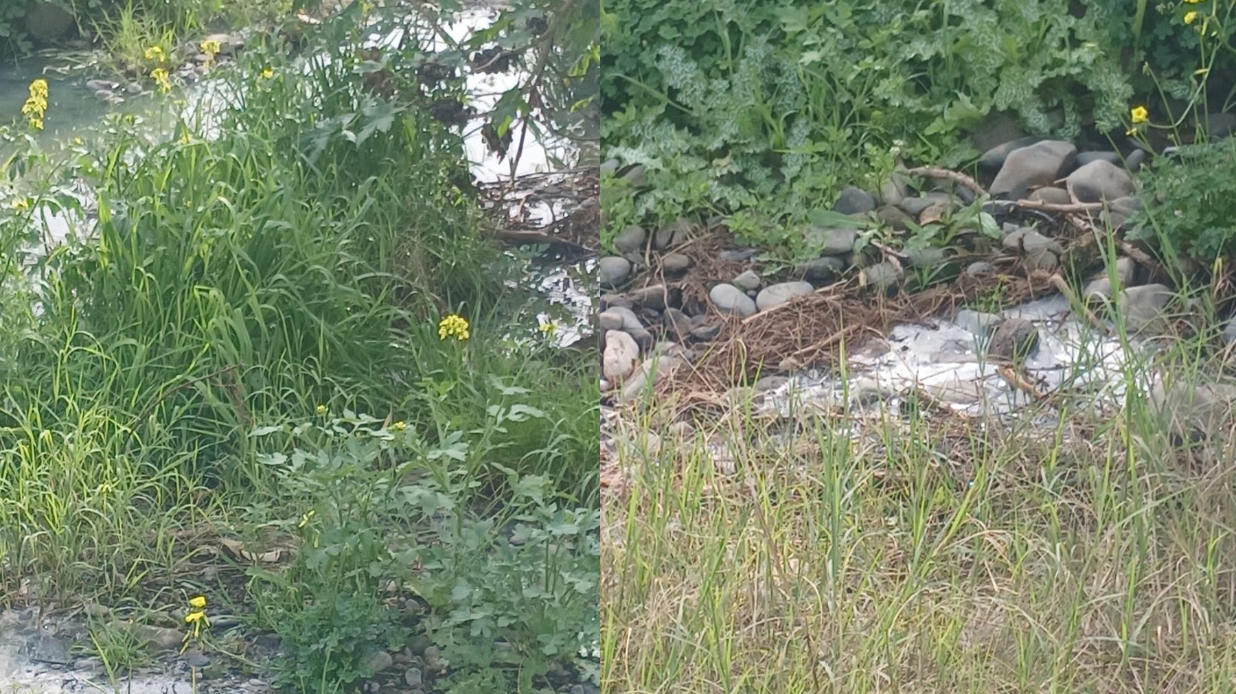 “Gemikonağı Deresi’ni kaplayan foseptik kirliliği üç aydır olduğu gibi duruyor”