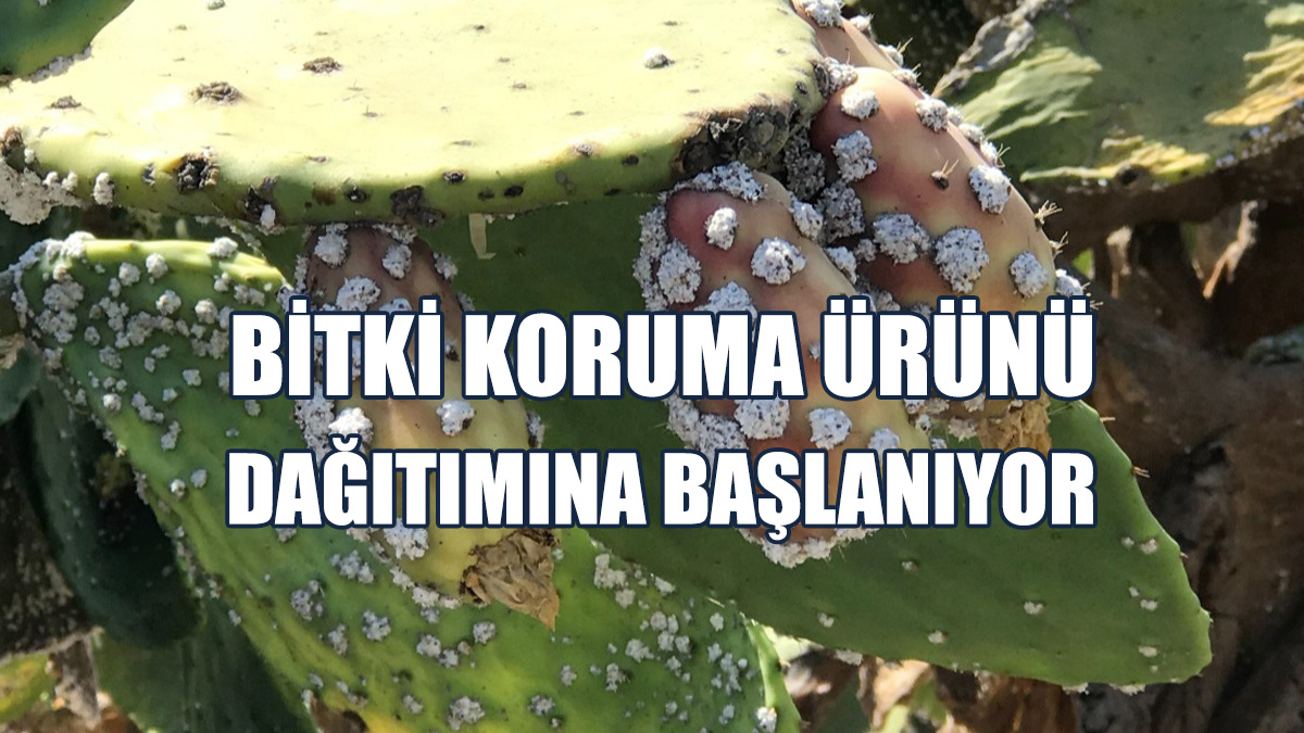 Dağıtımın 2 Eylül İtibarıyla Başlayacağı Duyuruldu