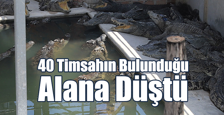 40 Timsahın Bulunduğu Alana Düştü