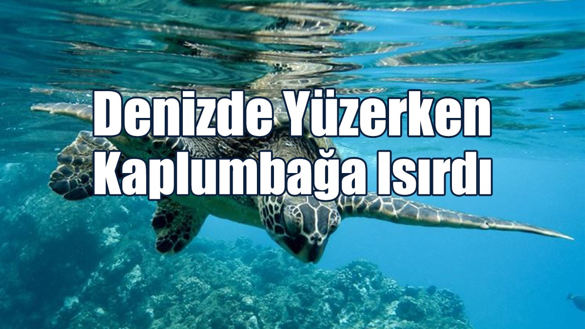 Denizde Yüzen Bir Kişiyi Kaplumbağa Isırdı