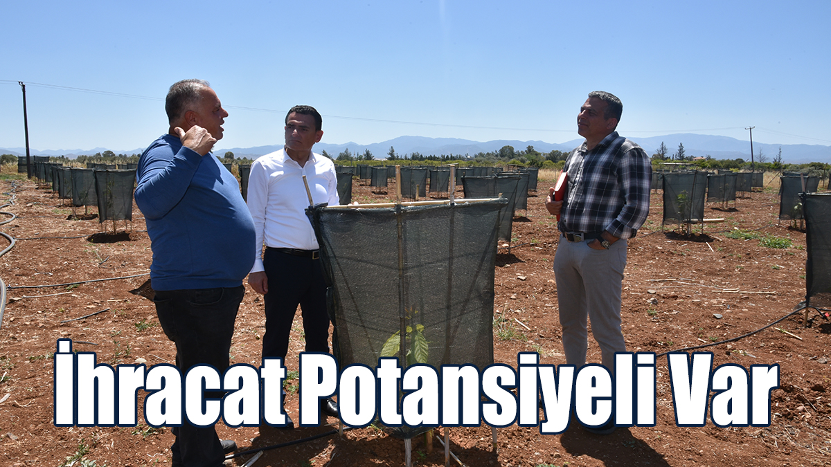 Portakal Bahçesi Avokado Bahçesine Dönüştürüldü