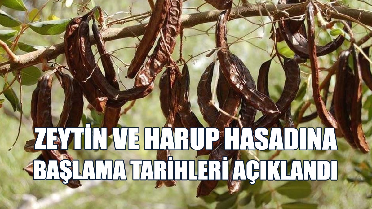 Güzelyurt'ta Zeytin Ve Harup Hasadı Başlıyor