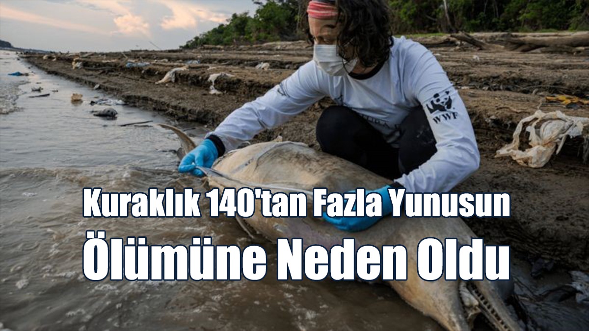 Kuraklık 140'tan Fazla Yunusun Ölümüne Neden Oldu