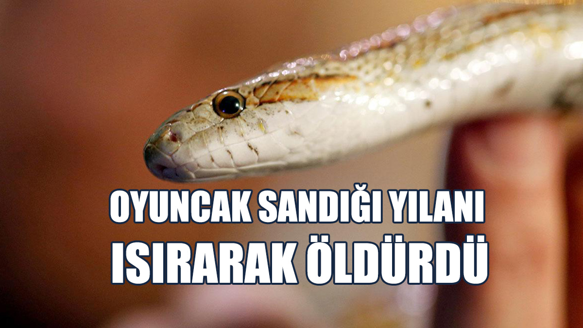 Hindistan'da Bir Bebek, Oyuncak Sandığı Yılanı Isırarak Öldürdü