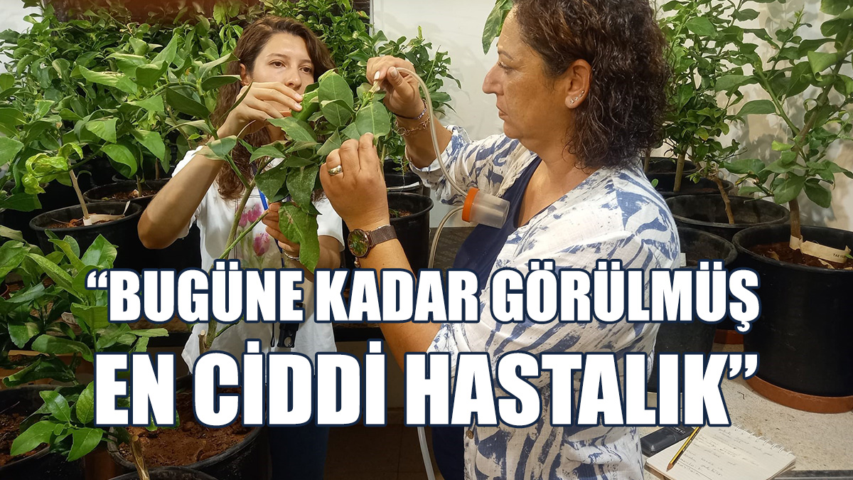 "Yeşillenme Hastalığı"na Karşı Başlatılan Mücadele Olumlu Sonuçlar Veriyor
