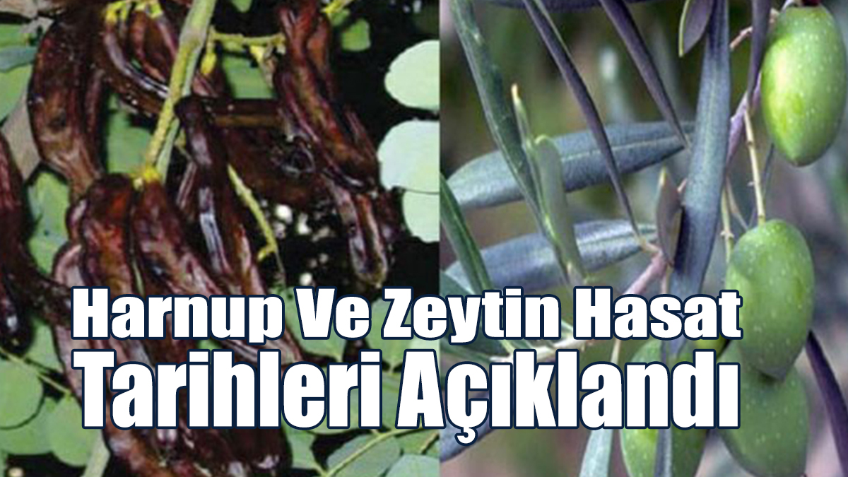 Lefke Kaymakamlığı Harnup Ve Zeytin Hasat Tarihlerini Açıkladı