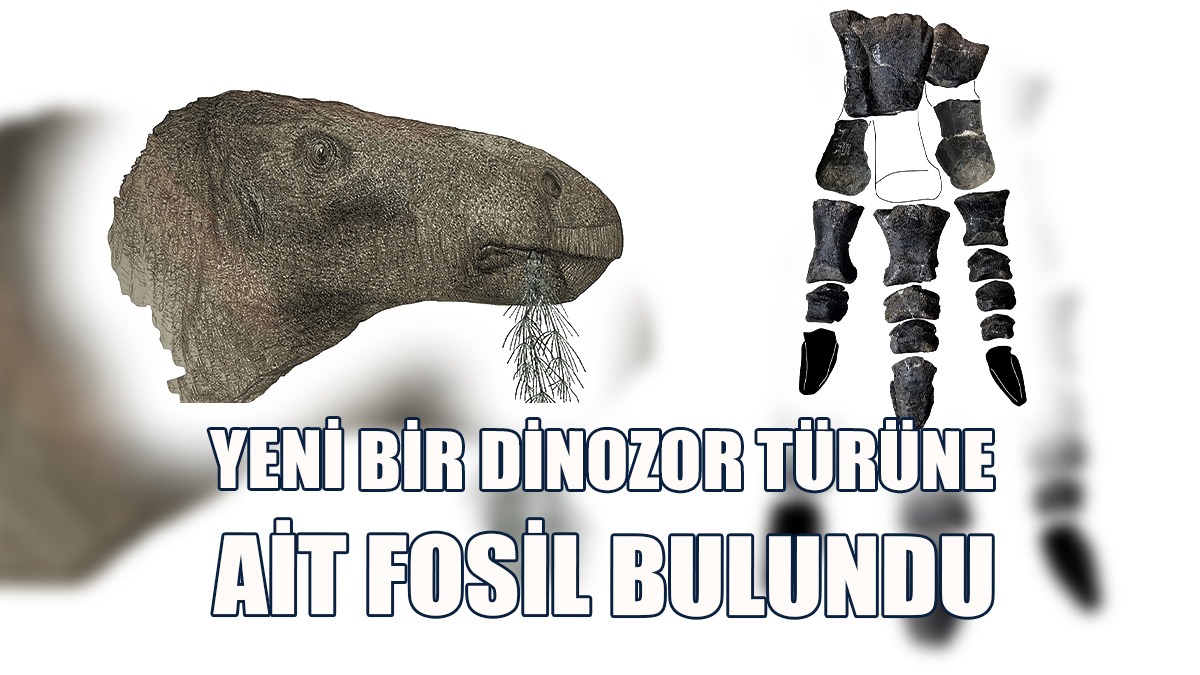 İngiltere'de Yeni Bir Dinozor Türüne Ait Fosil Bulundu