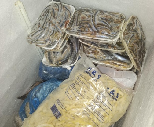 Restoranlardan toplanan 16 kilo balık imha edildi