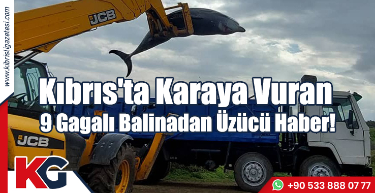 Kıbrıs'ta Karaya Vuran 9 Gagalı Balinadan Üzücü Haber!
