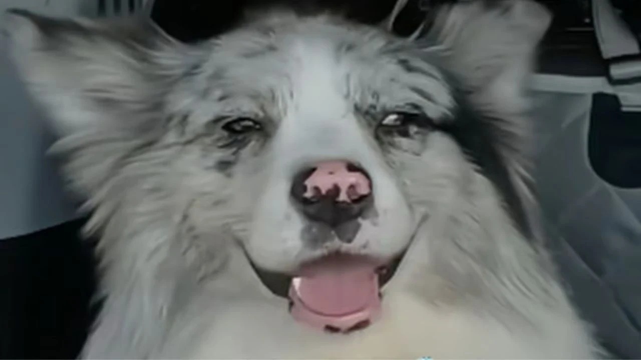 Fenomen köpeğin sonu korkunç oldu