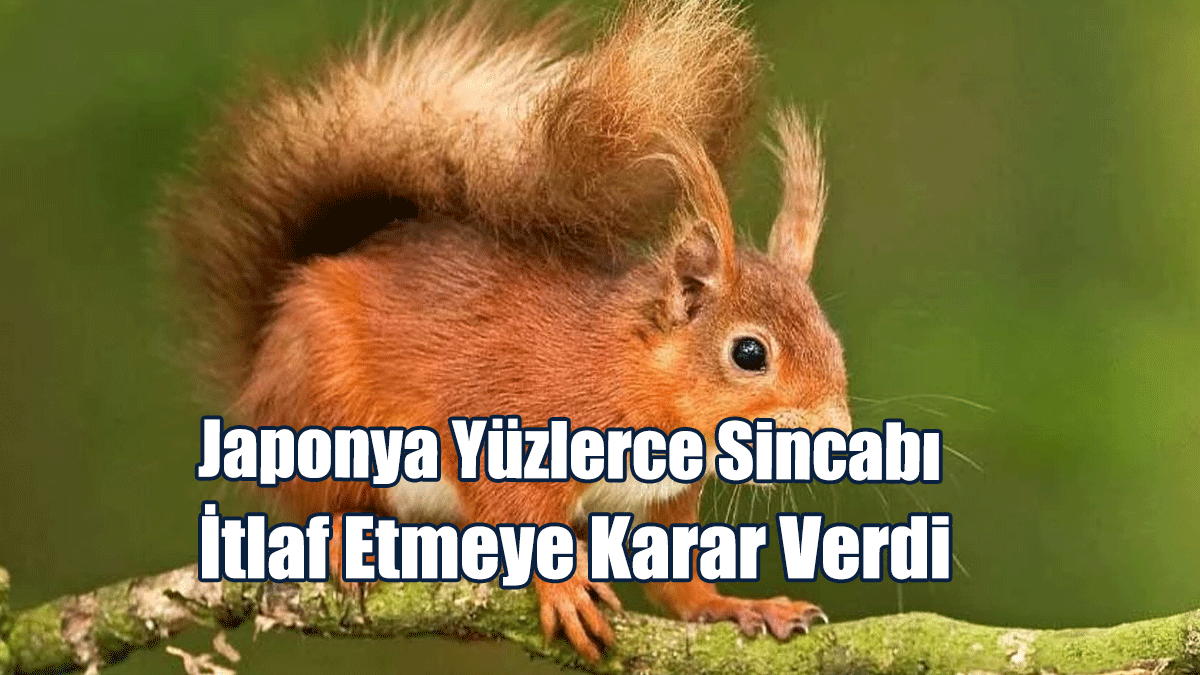 Japonya Yüzlerce Sincabı İtlaf Etmeye Karar Verdi