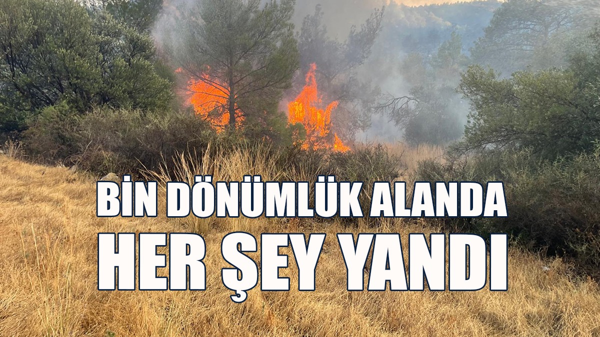 Altınova-Ağıllar Arasındaki Yangında Çok Sayıda Ağaç Yandı